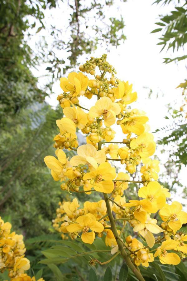 Ella Summer Lesser ภายนอก รูปภาพ
